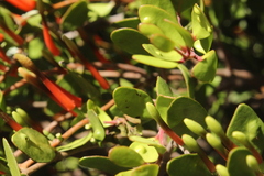 Peraxilla tetrapetala