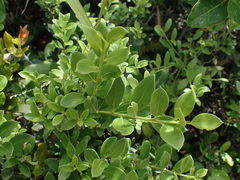 Robsonodendron maritimum