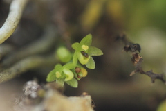 Drymoanthus