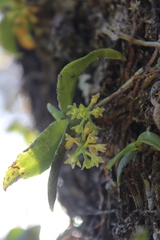 Drymoanthus flavus