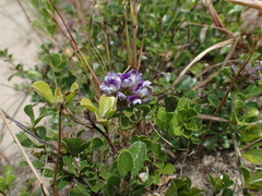 Psoralea bracteolata