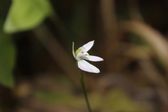 Caladenia variegata