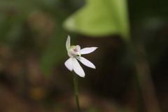Caladenia variegata