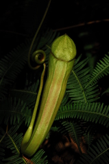 Nepenthes gymnamphora