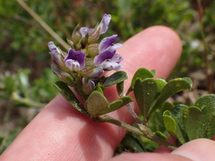 Psoralea bracteolata