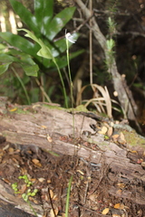 Caladenia variegata