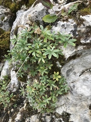 Alchemilla conjuncta