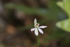 Caladenia variegata