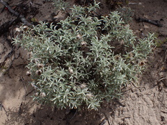 Achyranthemum argenteum