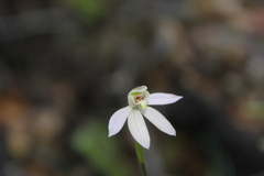 Caladenia variegata