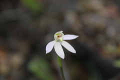 Caladenia variegata