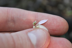 Caladenia variegata