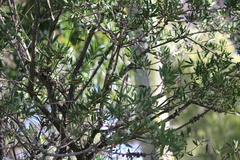 Melaleuca ericifolia