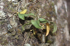 Drymoanthus flavus