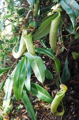 Nepenthes gymnamphora