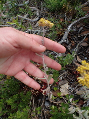 Helichrysum versicolor