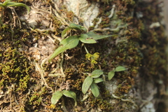 Drymoanthus flavus