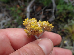 Helichrysum versicolor