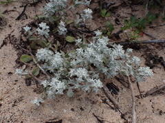 Helichrysum litorale