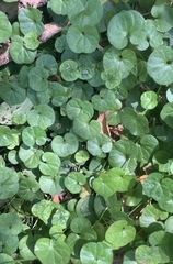 Dichondra