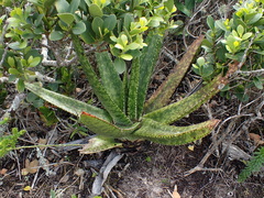 Gasteria acinacifolia