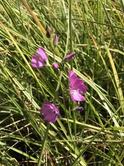 Sidalcea neomexicana