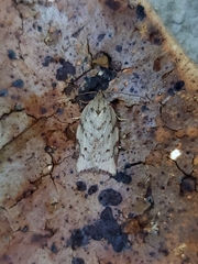 Euchaetis inceptella