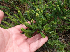 Agathosma apiculata