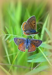 Lycaena alciphron