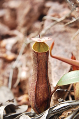 Nepenthes gracilis