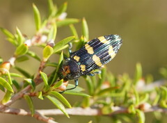 Castiarina rectifasciata