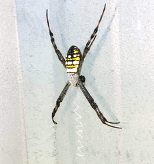 Argiope