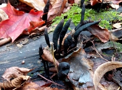 Xylaria longipes
