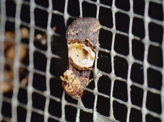 Hampsonodes naevia