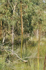 Xanthorrhoea
