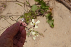 Brassiceae