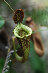 Nepenthes × hookeriana