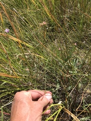 Sidalcea neomexicana