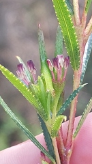 Empleurum unicapsulare