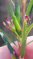 Empleurum unicapsulare