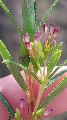 Empleurum unicapsulare