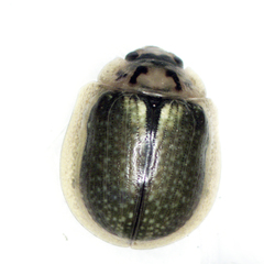 Paropsisterna
