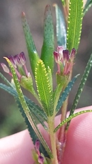 Empleurum unicapsulare