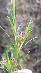 Empleurum unicapsulare