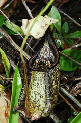 Nepenthes rafflesiana