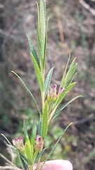 Empleurum unicapsulare