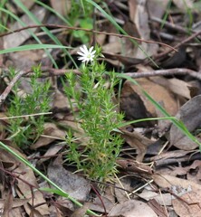 Stellaria pungens