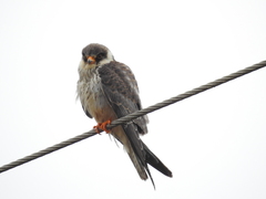 Falco amurensis
