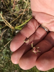 Sidalcea neomexicana