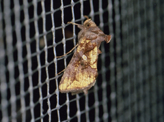 Argyrogramma verruca